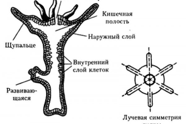 Как перейти на кракен